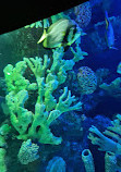 Antalya Aquarium