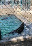 Marine Mammal Care Center