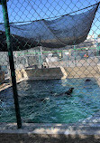 Marine Mammal Care Center