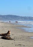 Torrey Pines State Beach