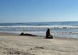 Torrey Pines State Beach