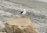 Torrey Pines State Beach