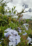 Presidio Park