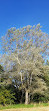 Shady Lane Arboretum