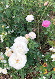 Wilson Rose Garden