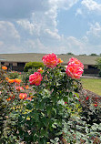 Wilson Rose Garden