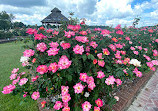 Wilson Rose Garden