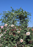 Wilson Rose Garden