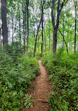 Kingfisher Overlook