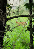 Ballenger Creek Trail