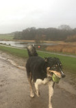 Herrington Country Park