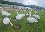 Herrington Country Park