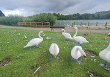 Herrington Country Park