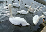 Herrington Country Park