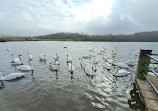 Herrington Country Park