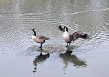 Herrington Country Park