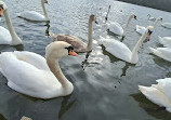 Herrington Country Park