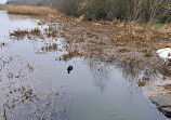 Herrington Country Park