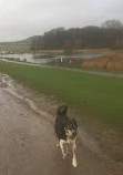 Herrington Country Park