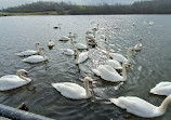 Herrington Country Park