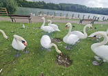 Herrington Country Park