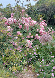 Flower Garden Arundel Castle