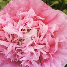 Flower Garden Arundel Castle