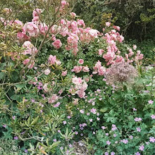 Flower Garden Arundel Castle