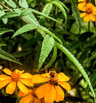 Tamborine Mountain Regional Botanic Gardens