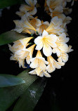 Tamborine Mountain Regional Botanic Gardens