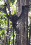 Tamborine Mountain Regional Botanic Gardens