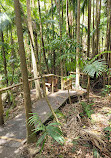 Tamborine Mountain Regional Botanic Gardens