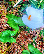 Tamborine Mountain Regional Botanic Gardens