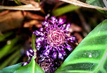 Tamborine Mountain Regional Botanic Gardens