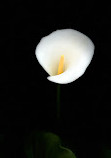 Tamborine Mountain Regional Botanic Gardens