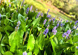 Tamborine Mountain Regional Botanic Gardens