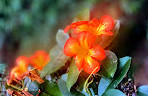 Tamborine Mountain Regional Botanic Gardens