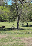 Coombabah Lake Conservation Park