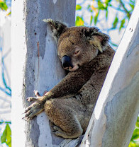 Coombabah Lake Conservation Park