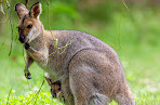 Coombabah Lake Conservation Park