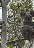 Koala Trail