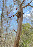 Koala Trail