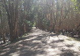 Koala Trail