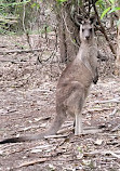 Coombabah Lakelands Conservation Area