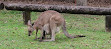 Coombabah Lakelands Conservation Area