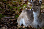 Wildgehege Heissiwald