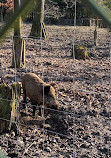 Wildgehege Heissiwald