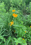 Seneca Meadows Wetlands Preserve