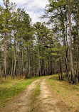 Oconee National Forest