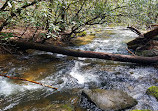 Oconee National Forest